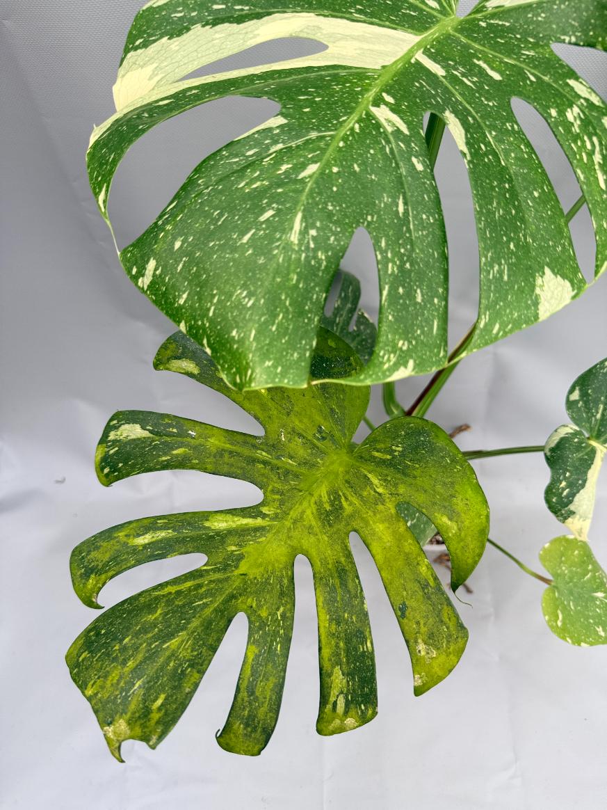 Monstera Thai Constellation XL 04