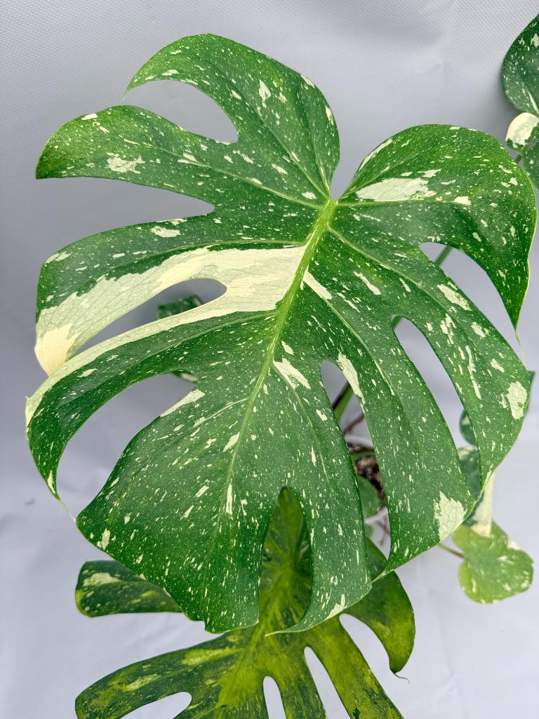 Monstera Thai Constellation XL 05