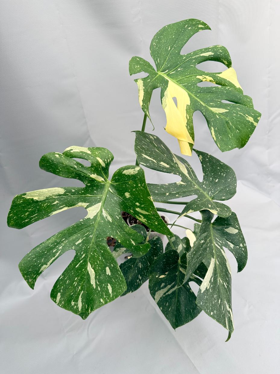 Monstera Thai Constellation XL 06