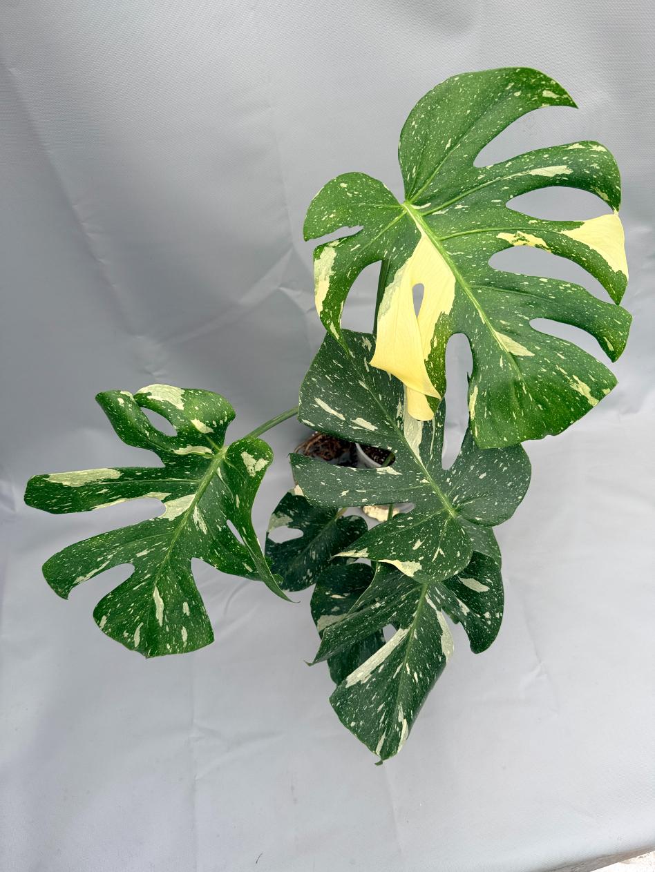 Monstera Thai Constellation XL 07