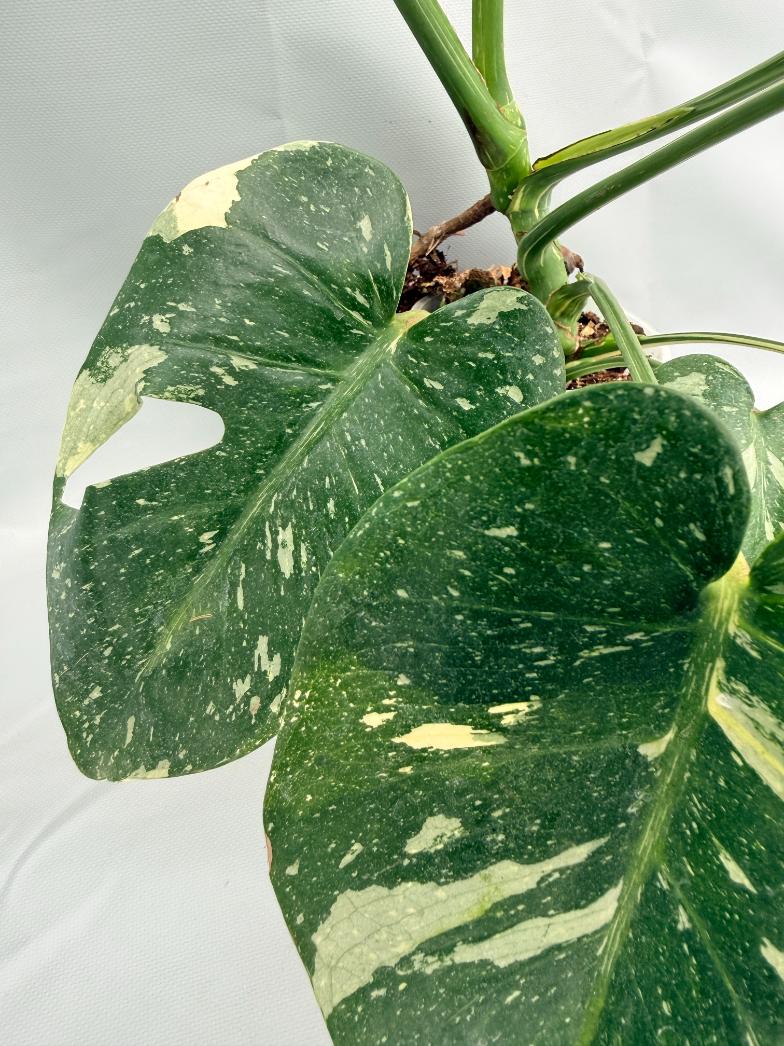 Monstera Thai Constellation XL 08