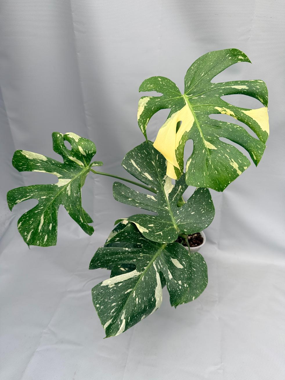 Monstera Thai Constellation XL 01