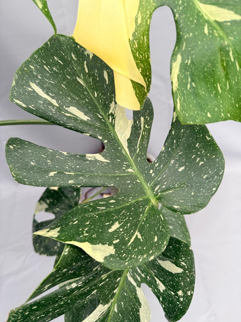 Monstera Thai Constellation XL 02