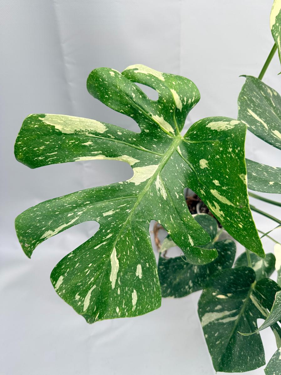 Monstera Thai Constellation XL 03