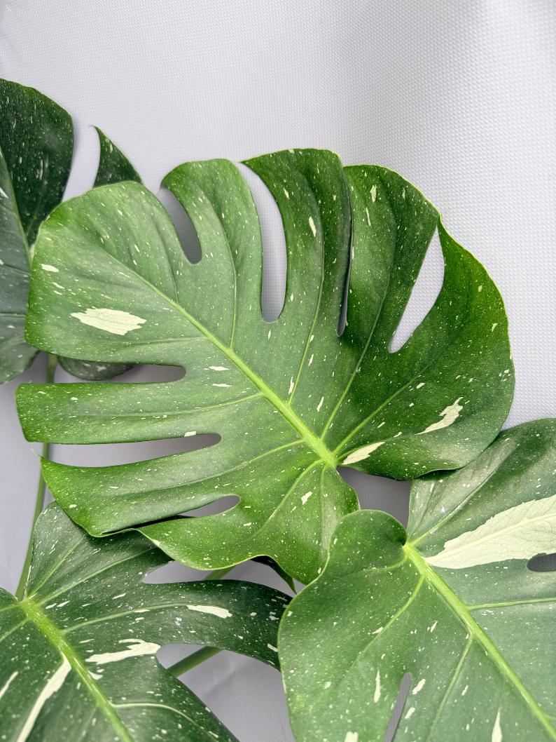 Monstera Thai Constellation XL 05