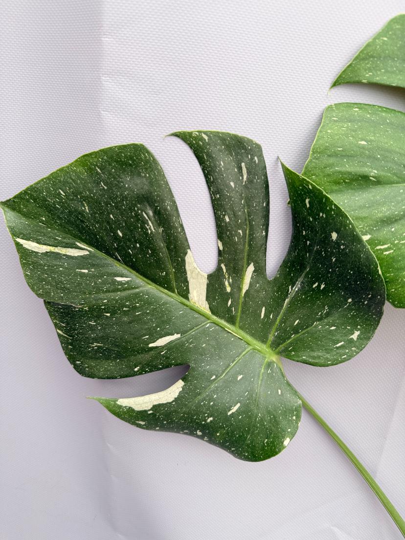Monstera Thai Constellation XL 06