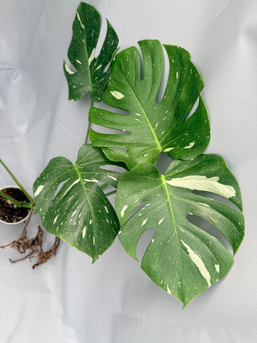 Monstera Thai Constellation XL 07