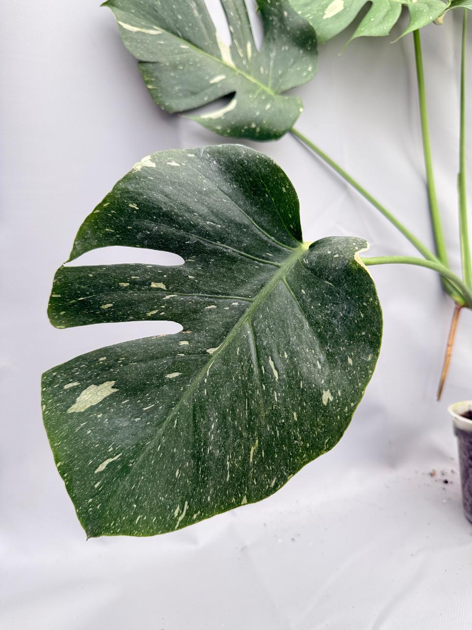 Monstera Thai Constellation XL 08