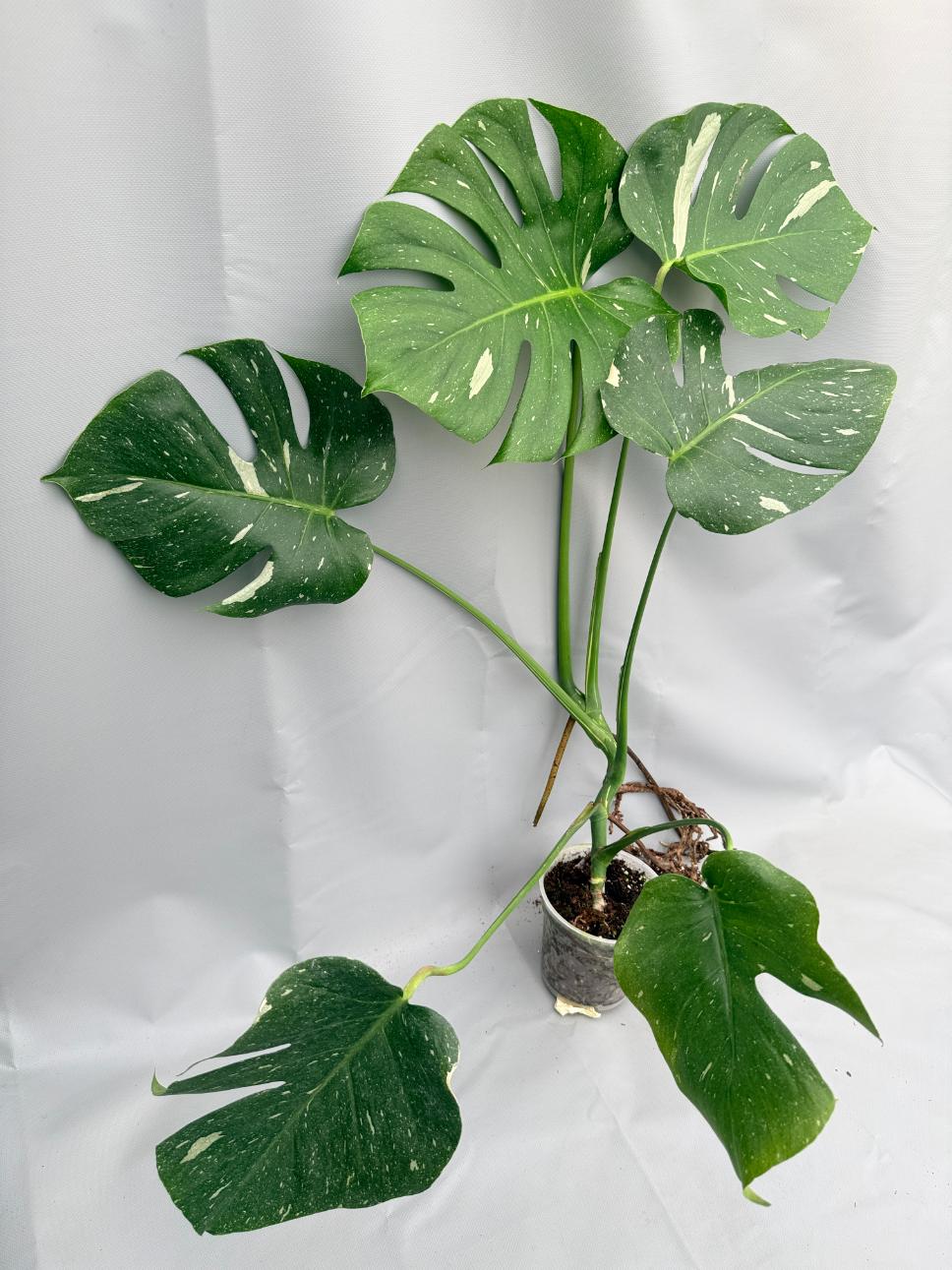 Monstera Thai Constellation XL 01