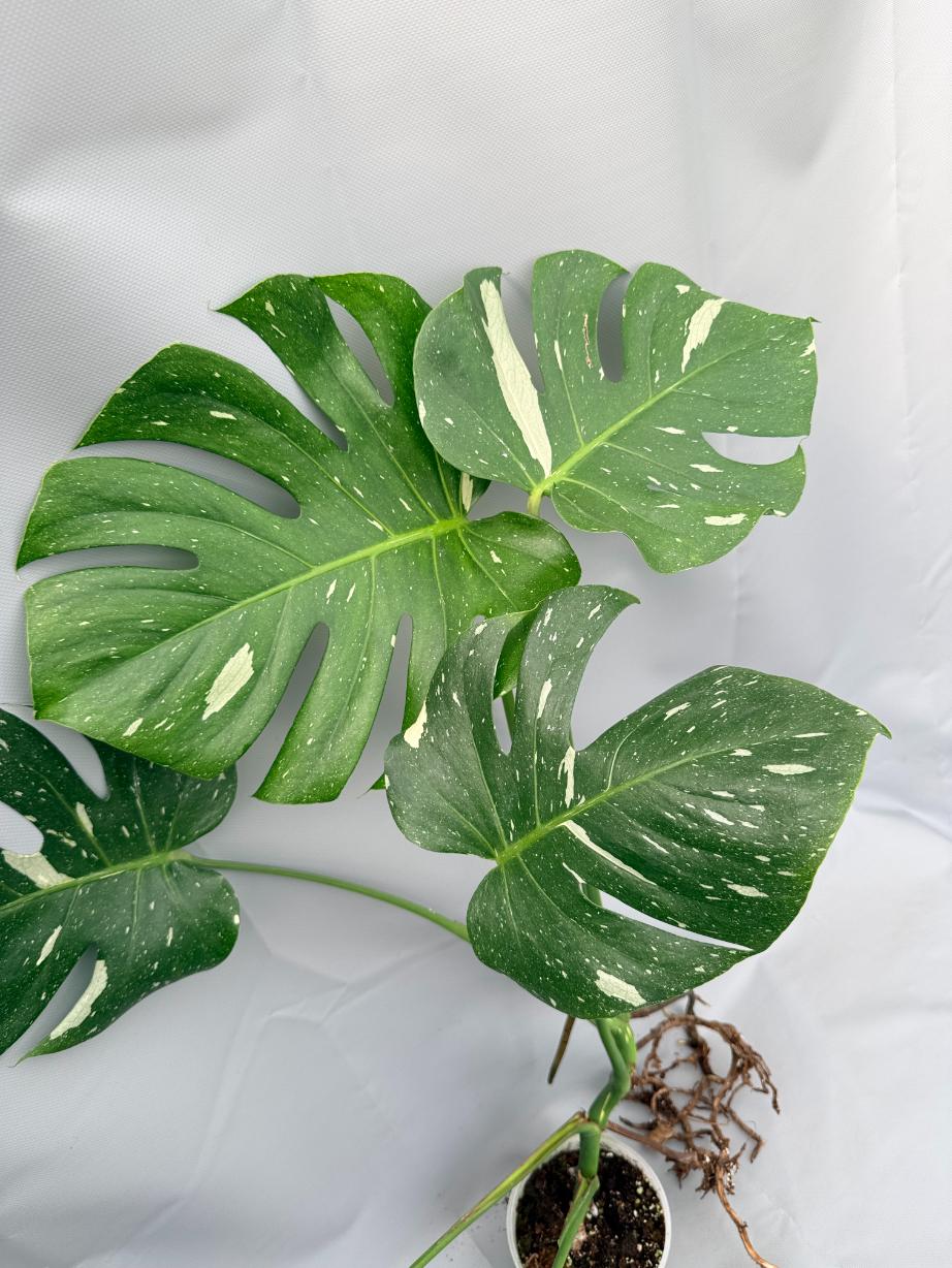 Monstera Thai Constellation XL 02