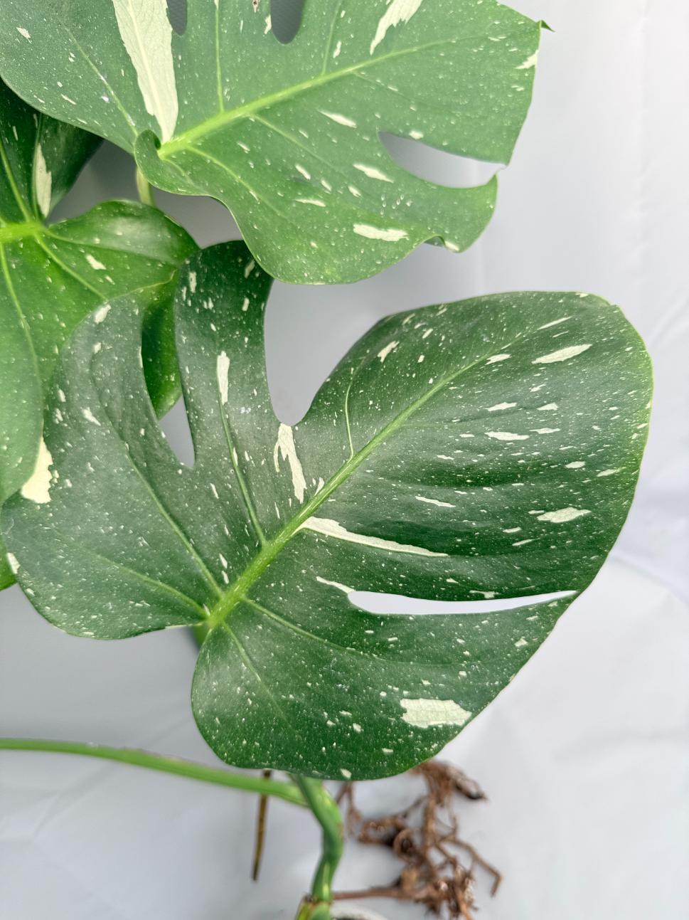 Monstera Thai Constellation XL 03