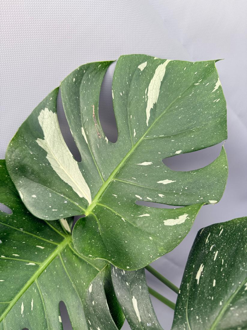 Monstera Thai Constellation XL 04