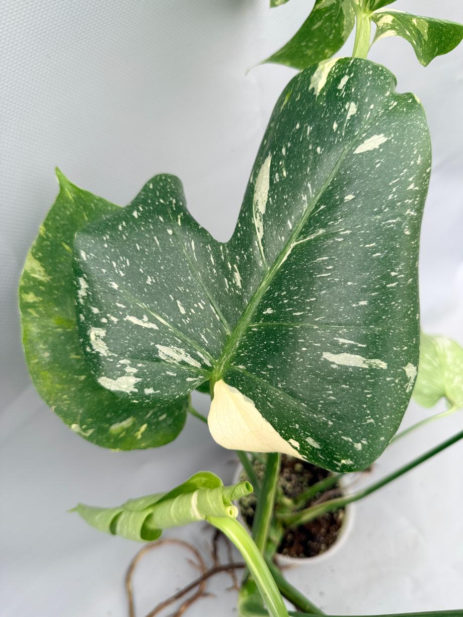 Monstera Thai Constellation XL 07