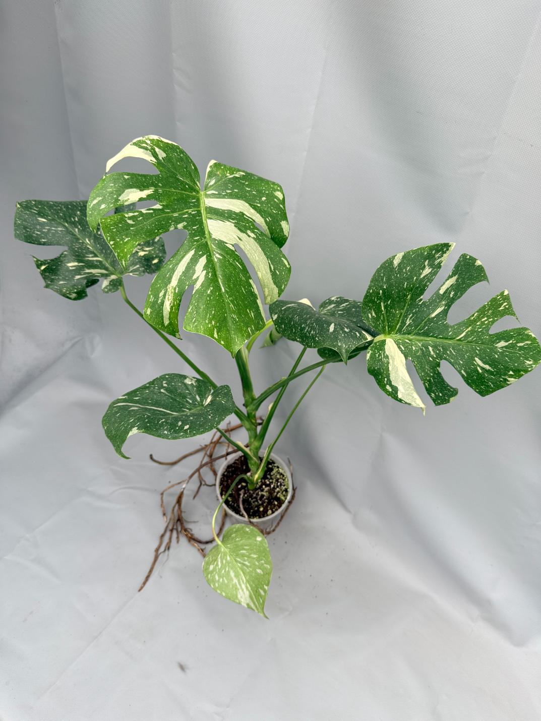 Monstera Thai Constellation XL 02