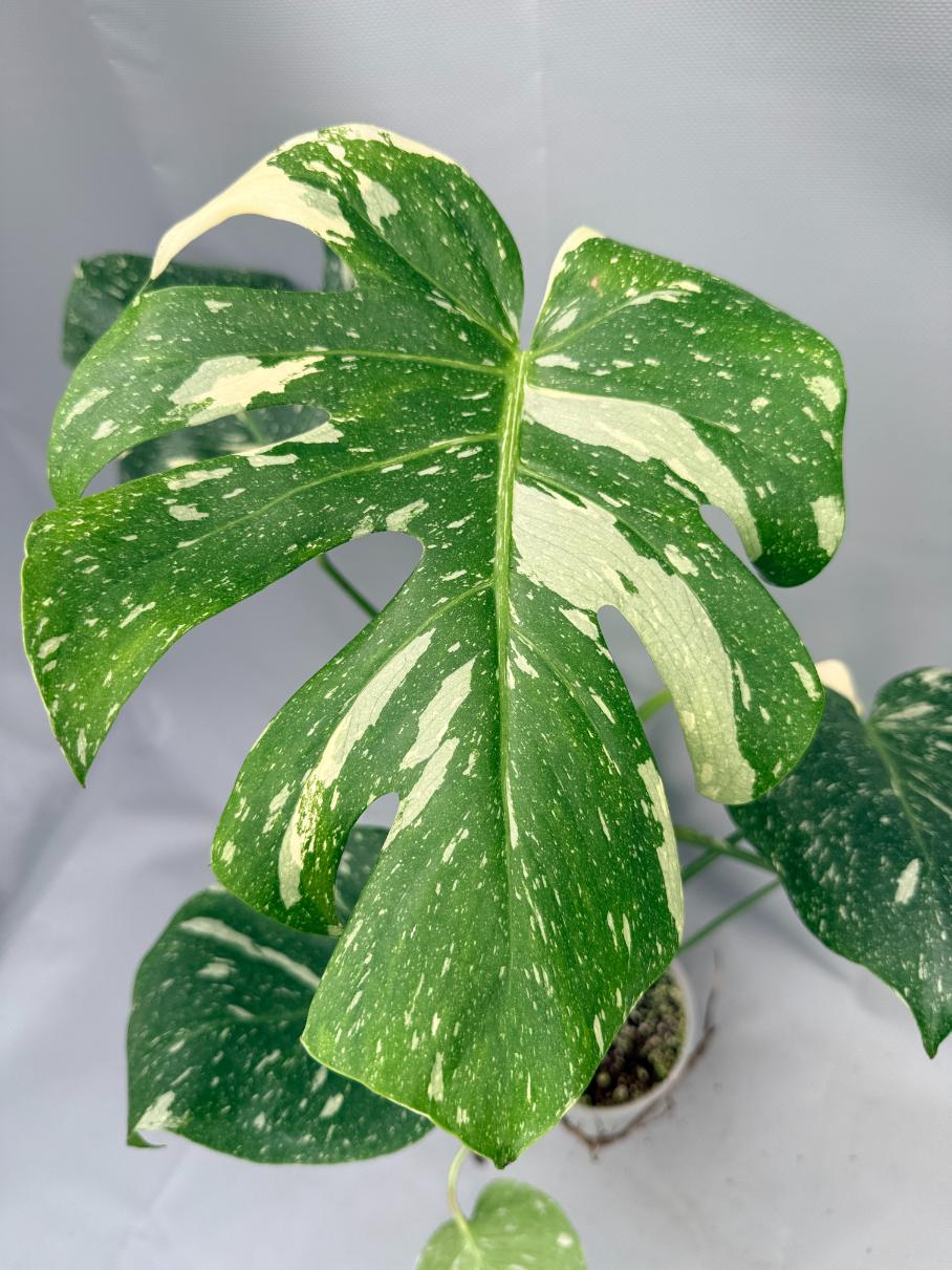 Monstera Thai Constellation XL 03