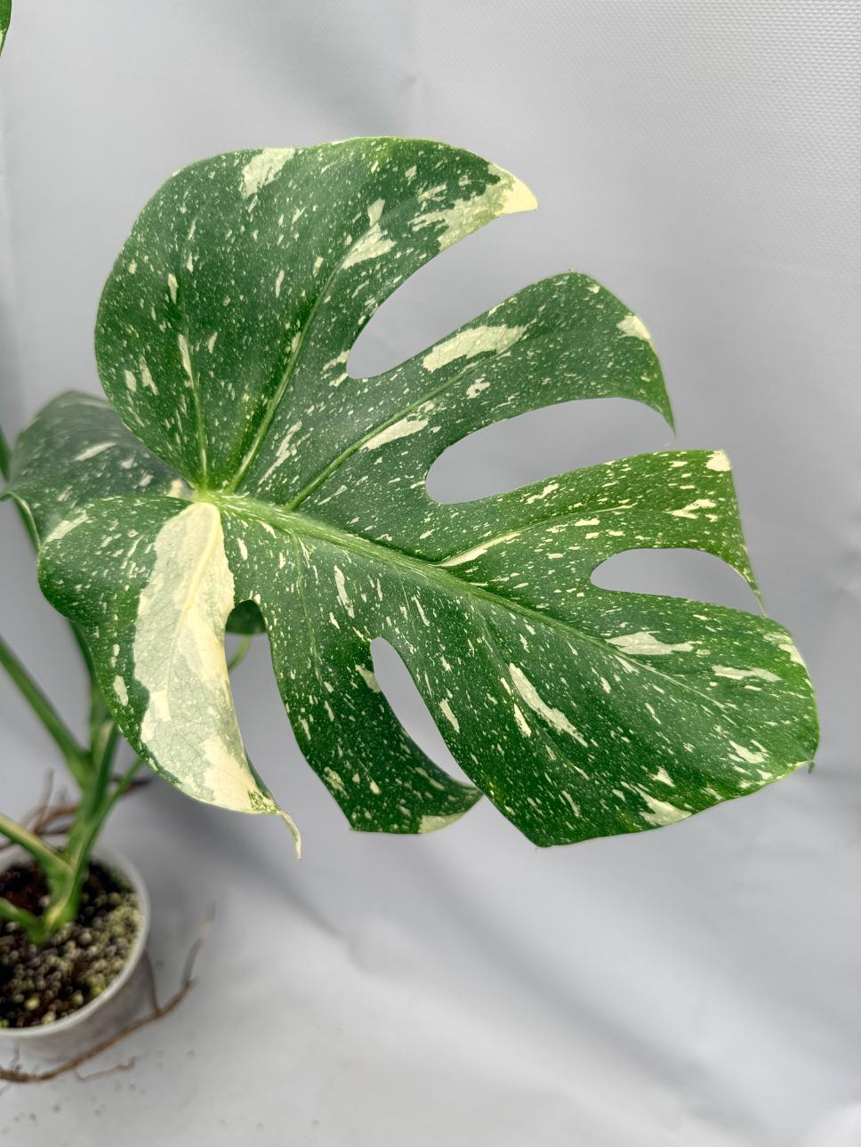 Monstera Thai Constellation XL 04