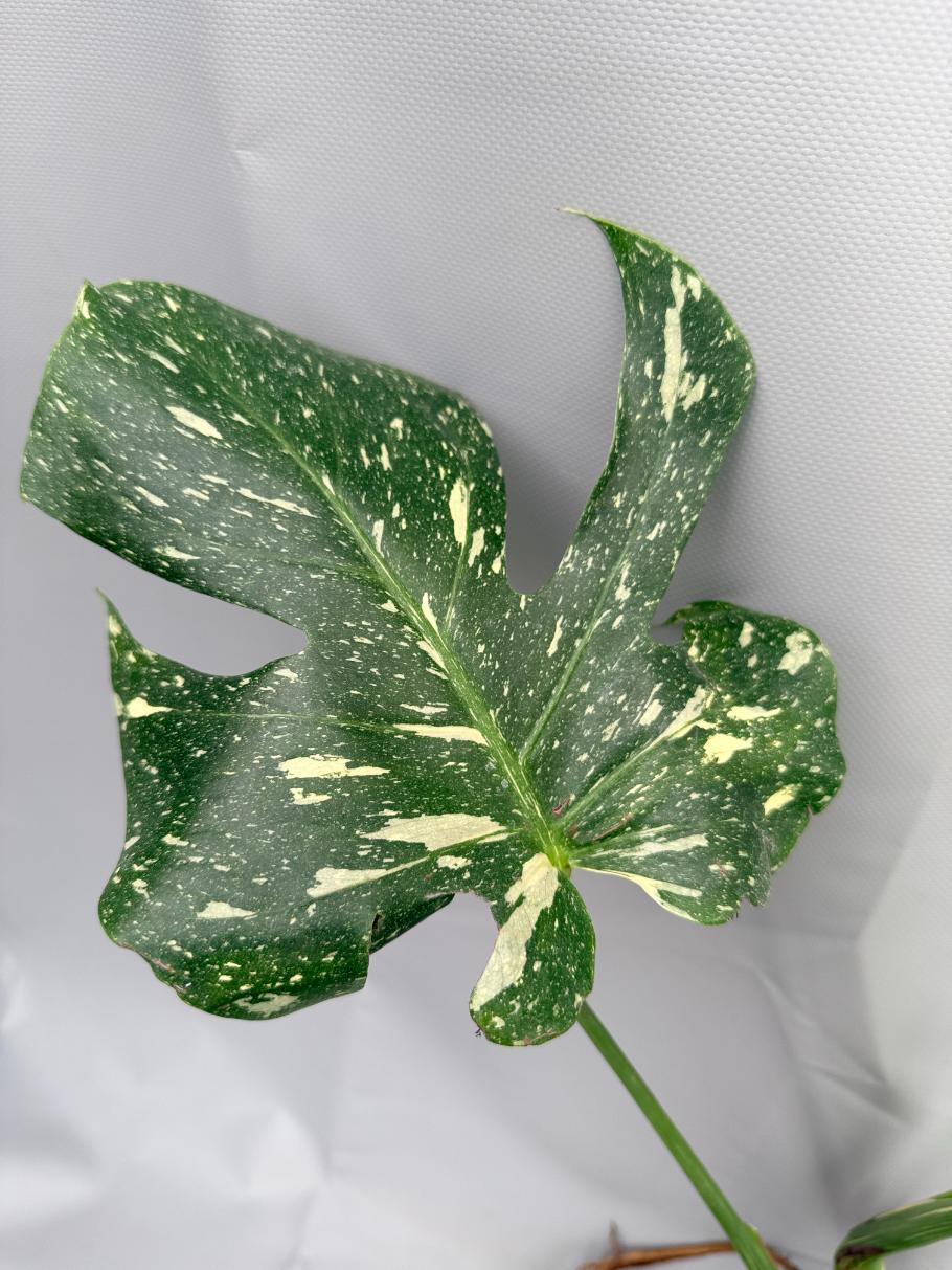 Monstera Thai Constellation XL 05