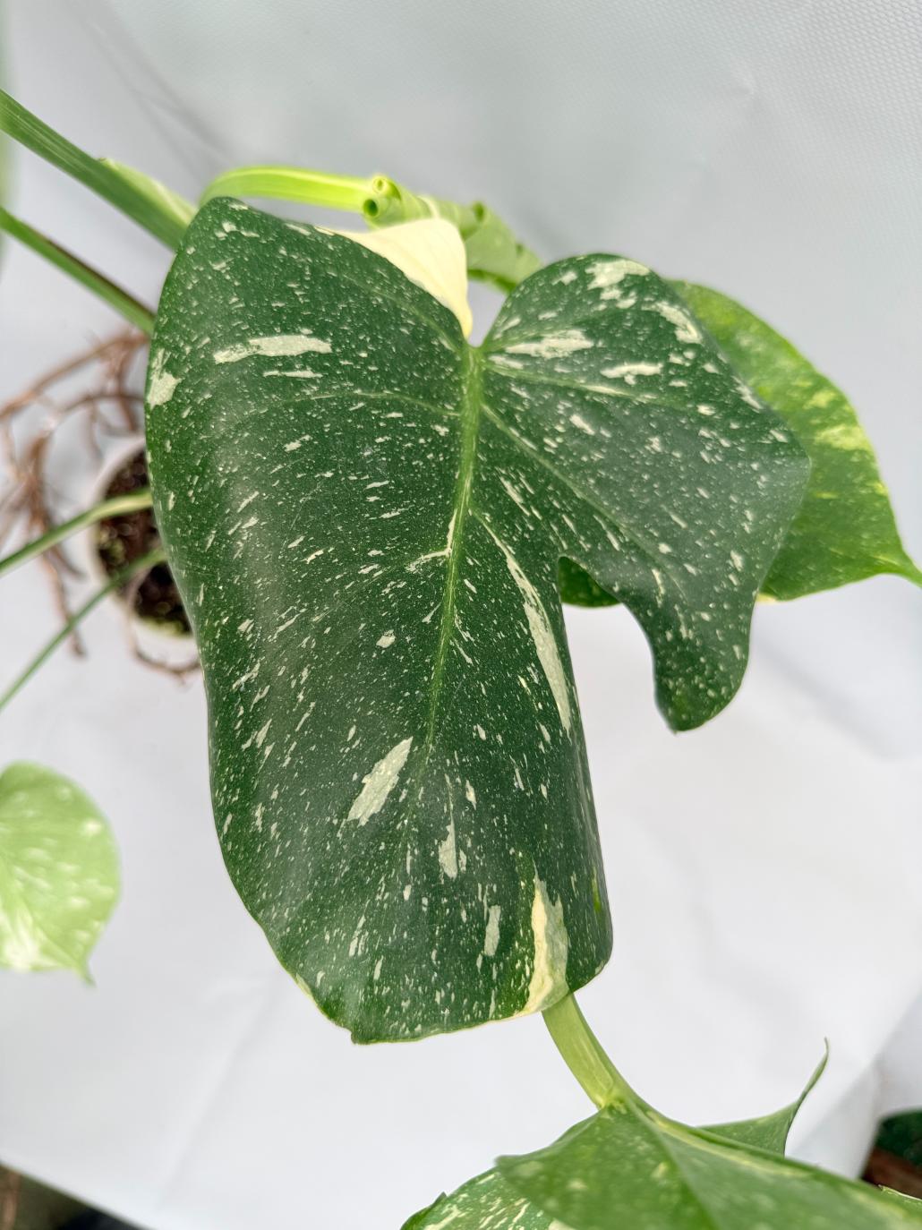 Monstera Thai Constellation XL 06