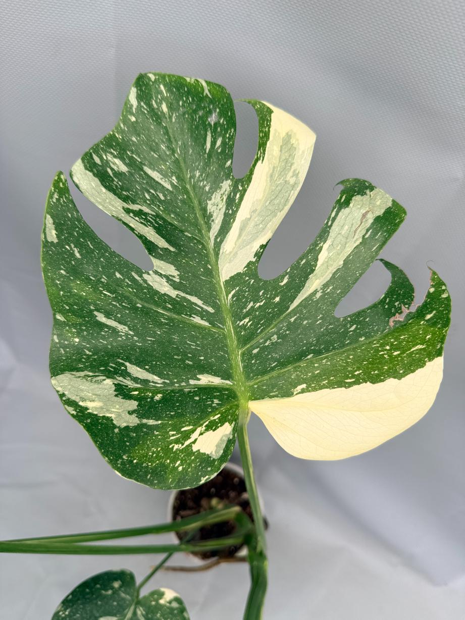 Monstera Thai Constellation XL 06