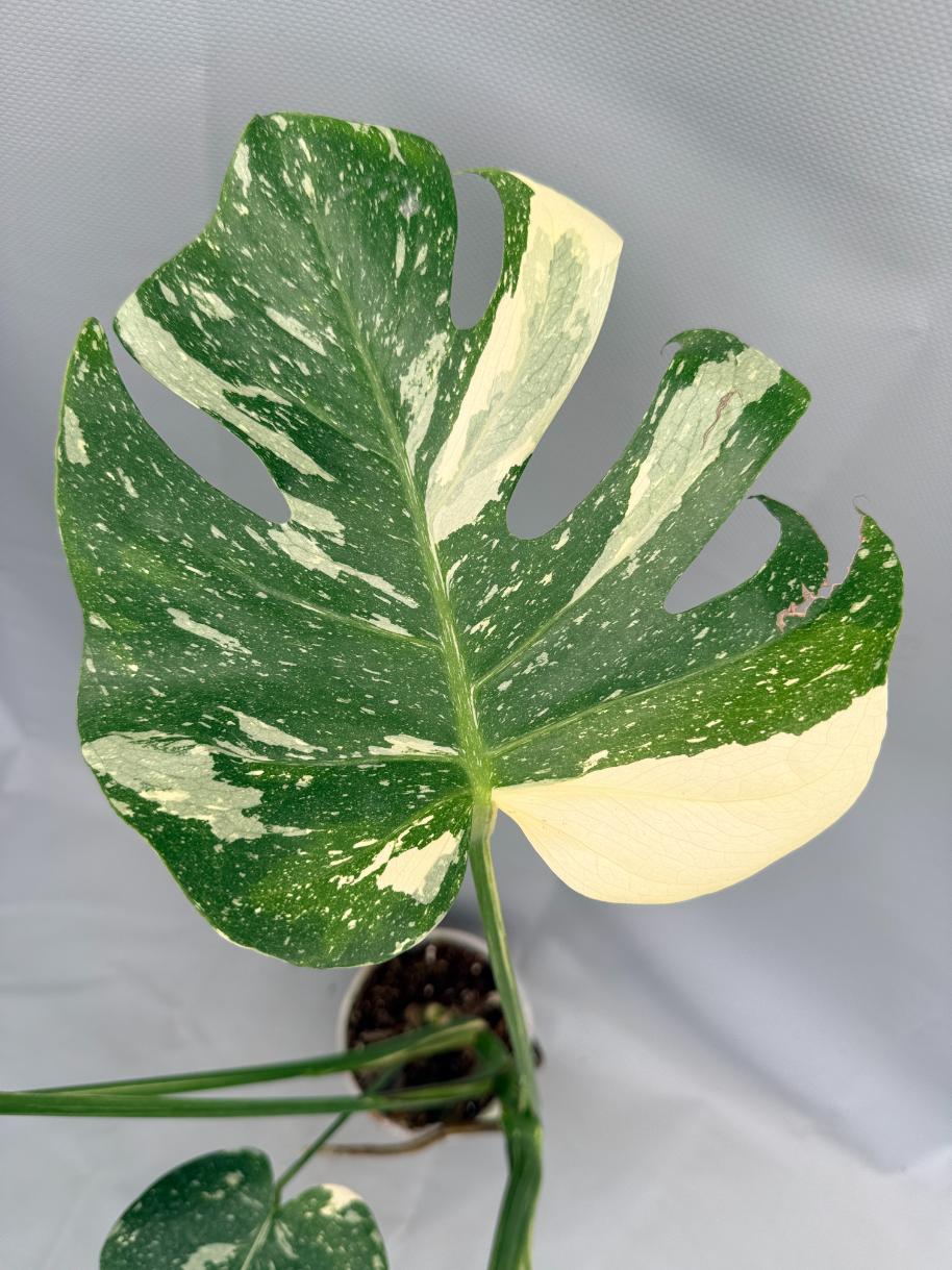 Monstera Thai Constellation XL 07