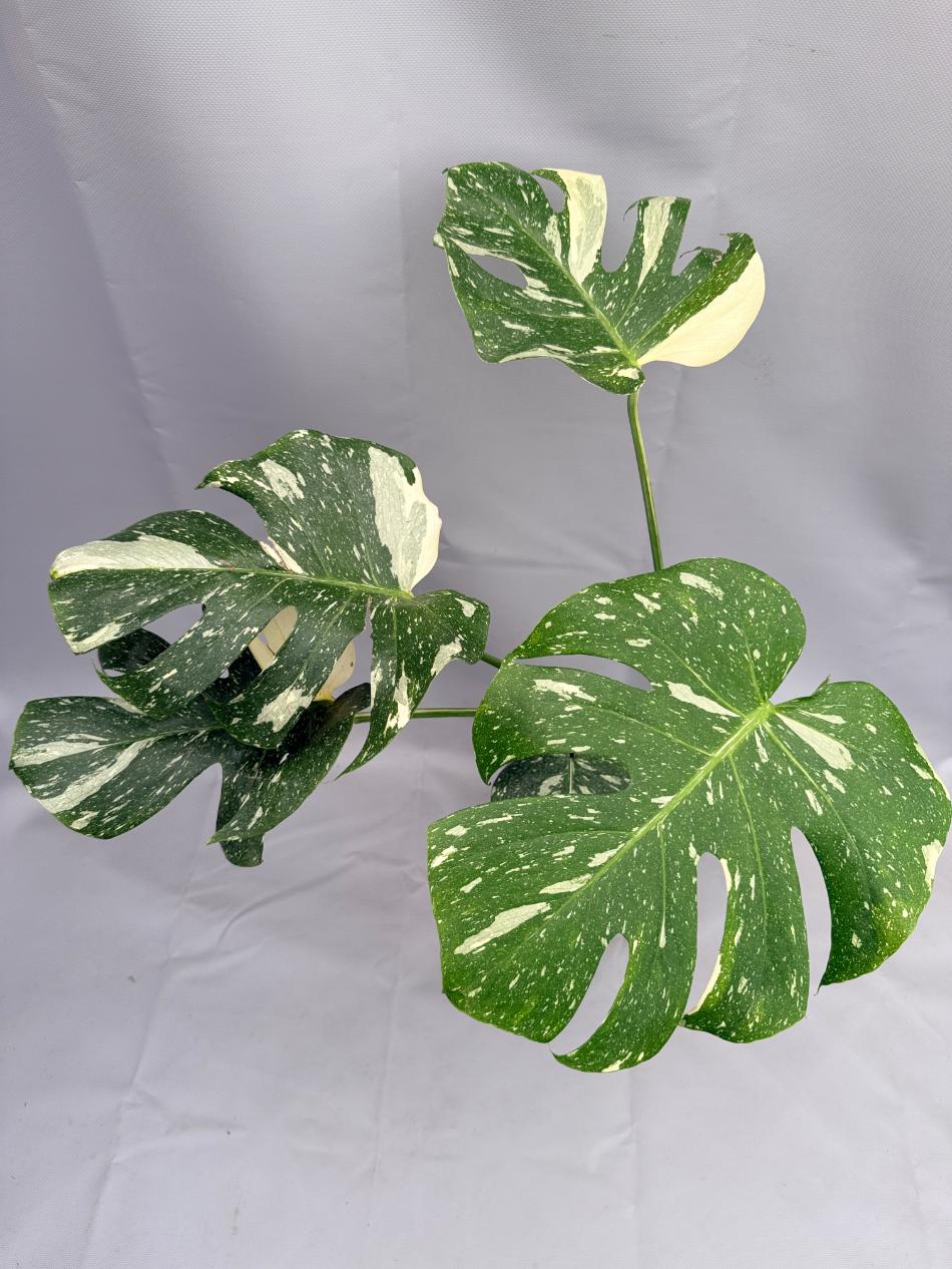 Monstera Thai Constellation XL 08