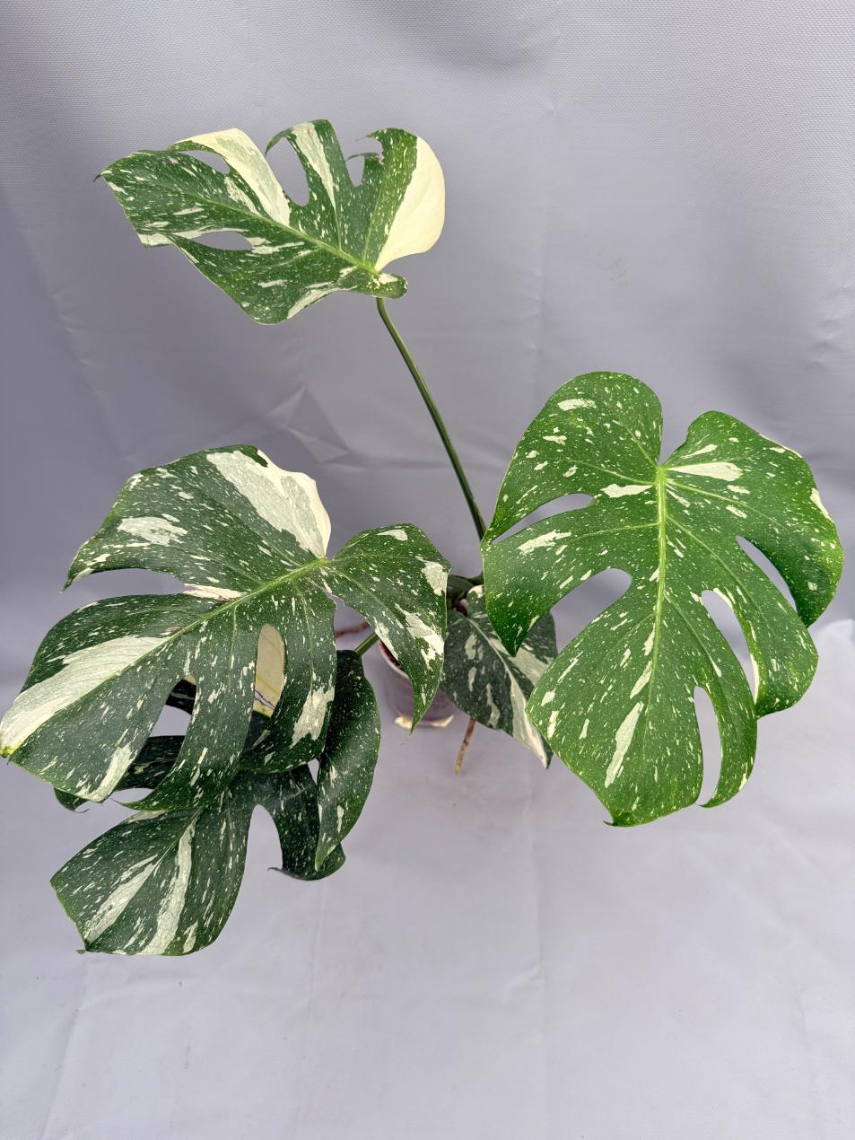 Monstera Thai Constellation XL 01