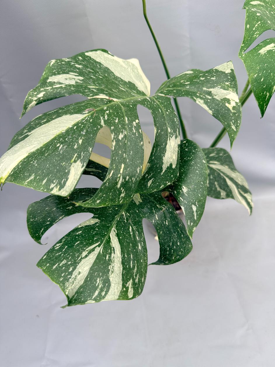 Monstera Thai Constellation XL 02
