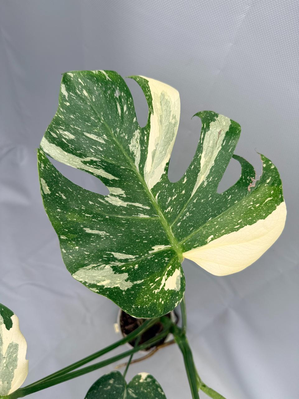 Monstera Thai Constellation XL 03
