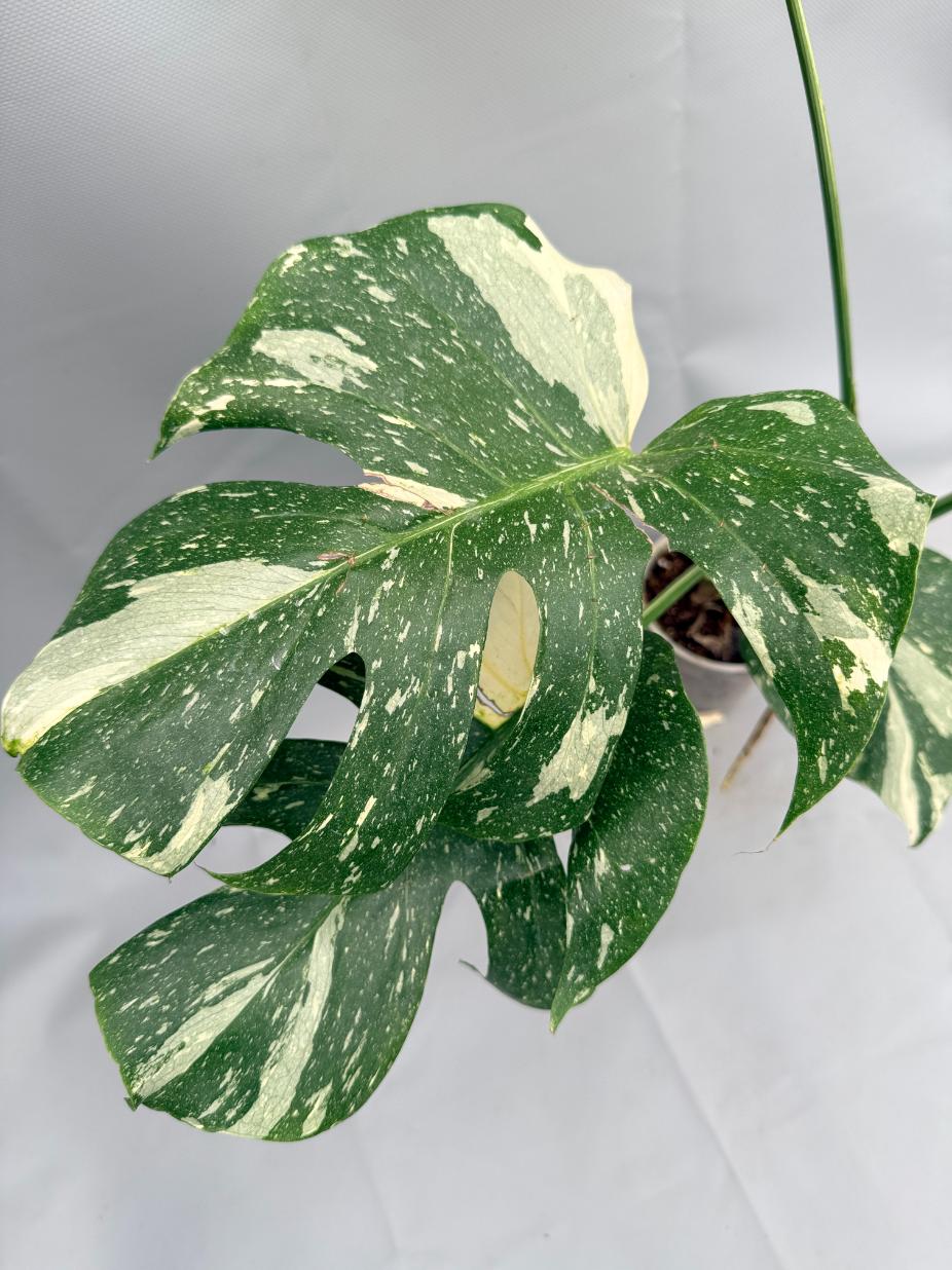 Monstera Thai Constellation XL 04