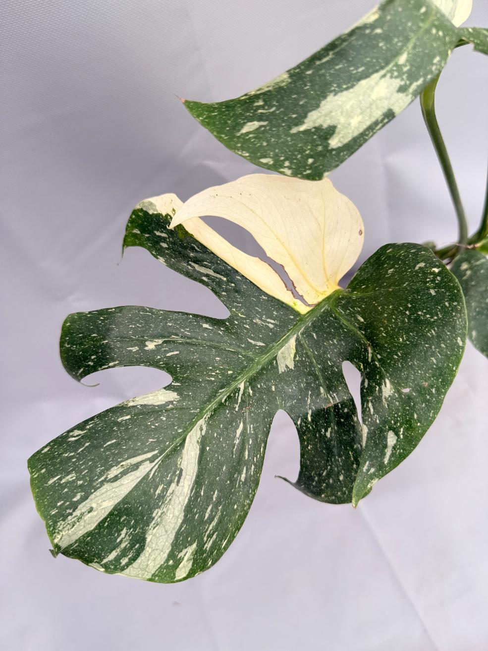 Monstera Thai Constellation XL 05