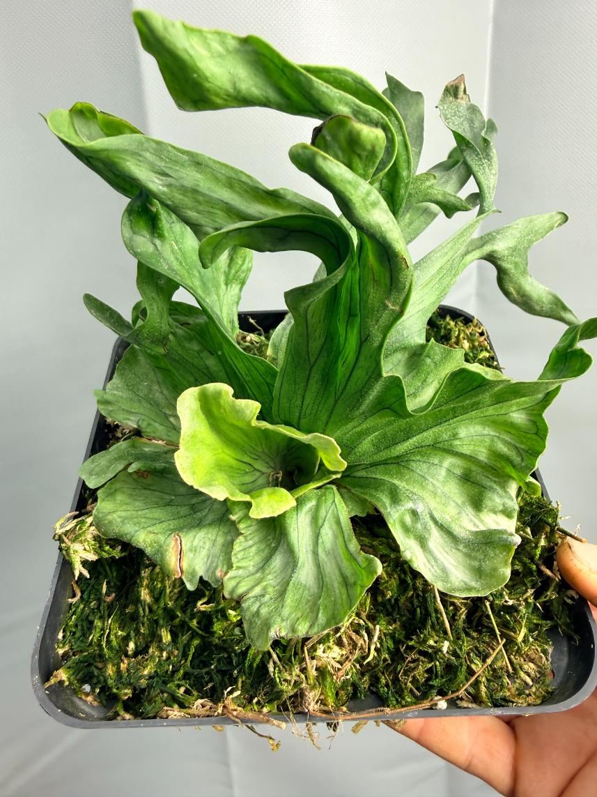 Platycerium Wandae Dwarf &amp; Curling