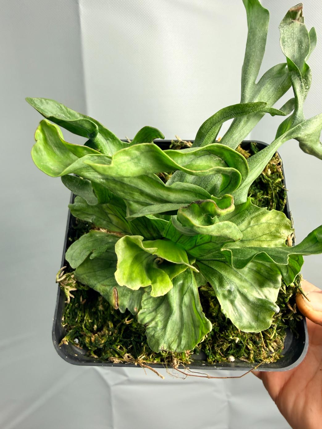 Platycerium Wandae Dwarf & Curling | Welovetropicalplants