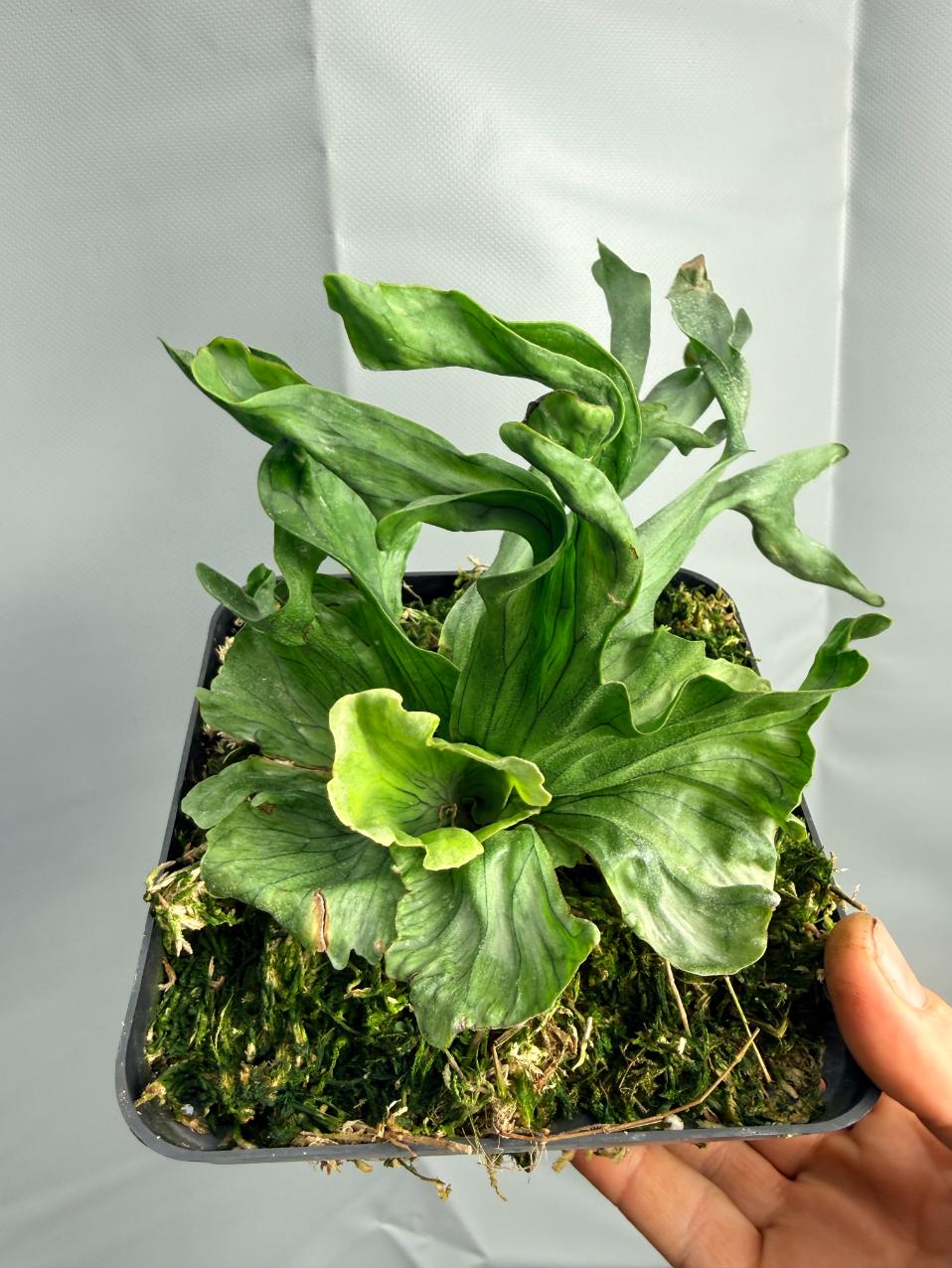 Platycerium Wandae Dwarf &amp; Curling