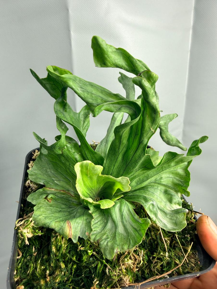 Platycerium Wandae Dwarf & Curling