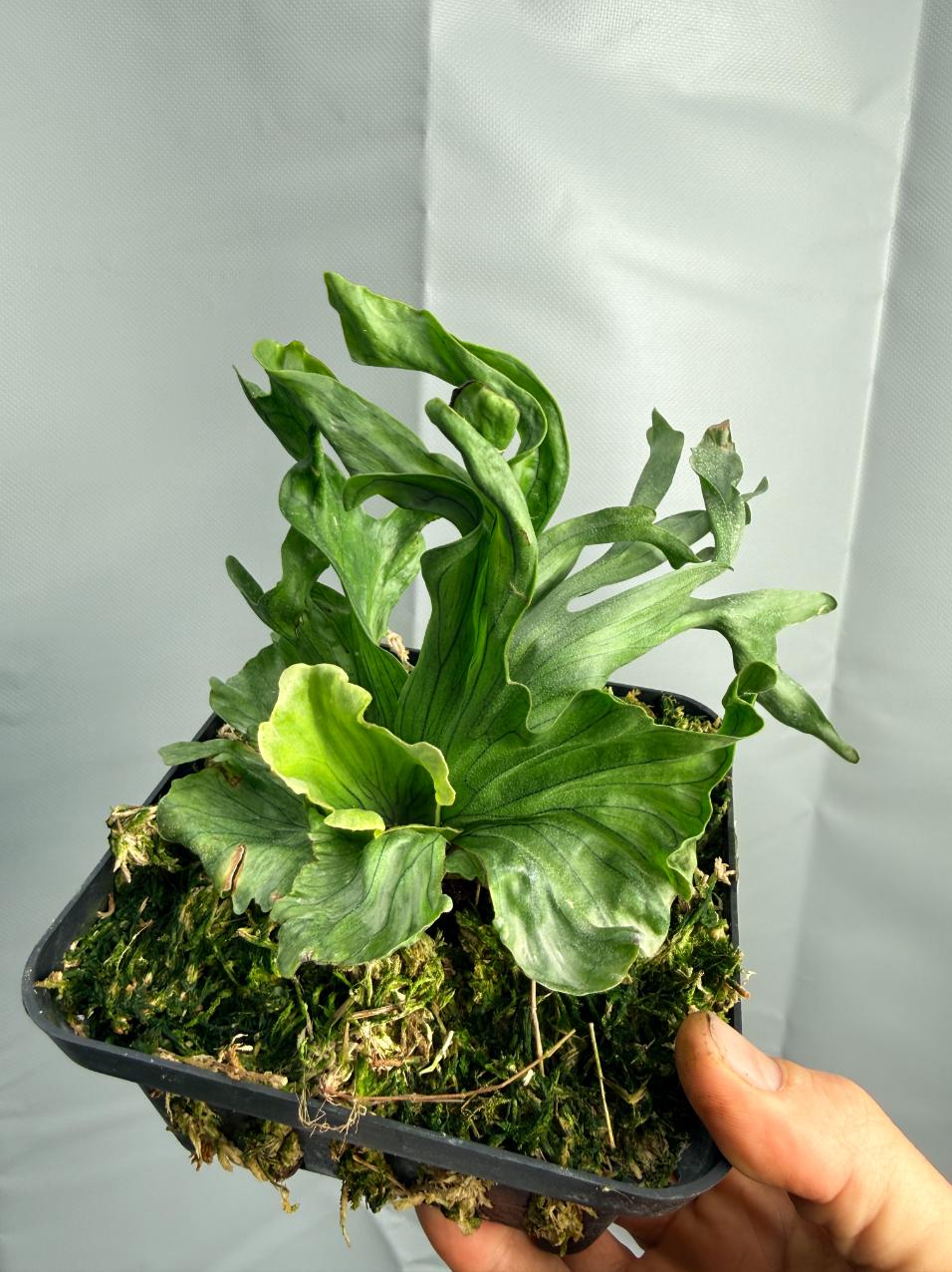 Platycerium Wandae Dwarf & Curling