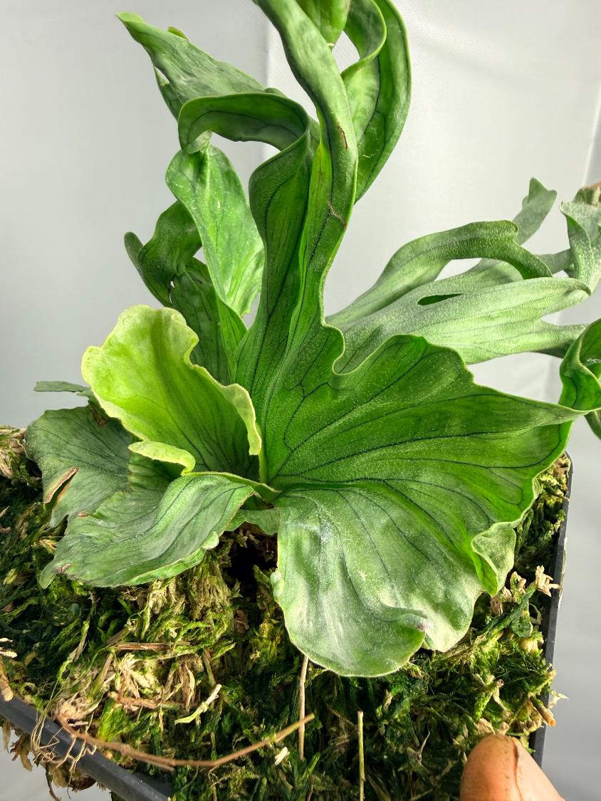 Platycerium Wandae Dwarf & Curling