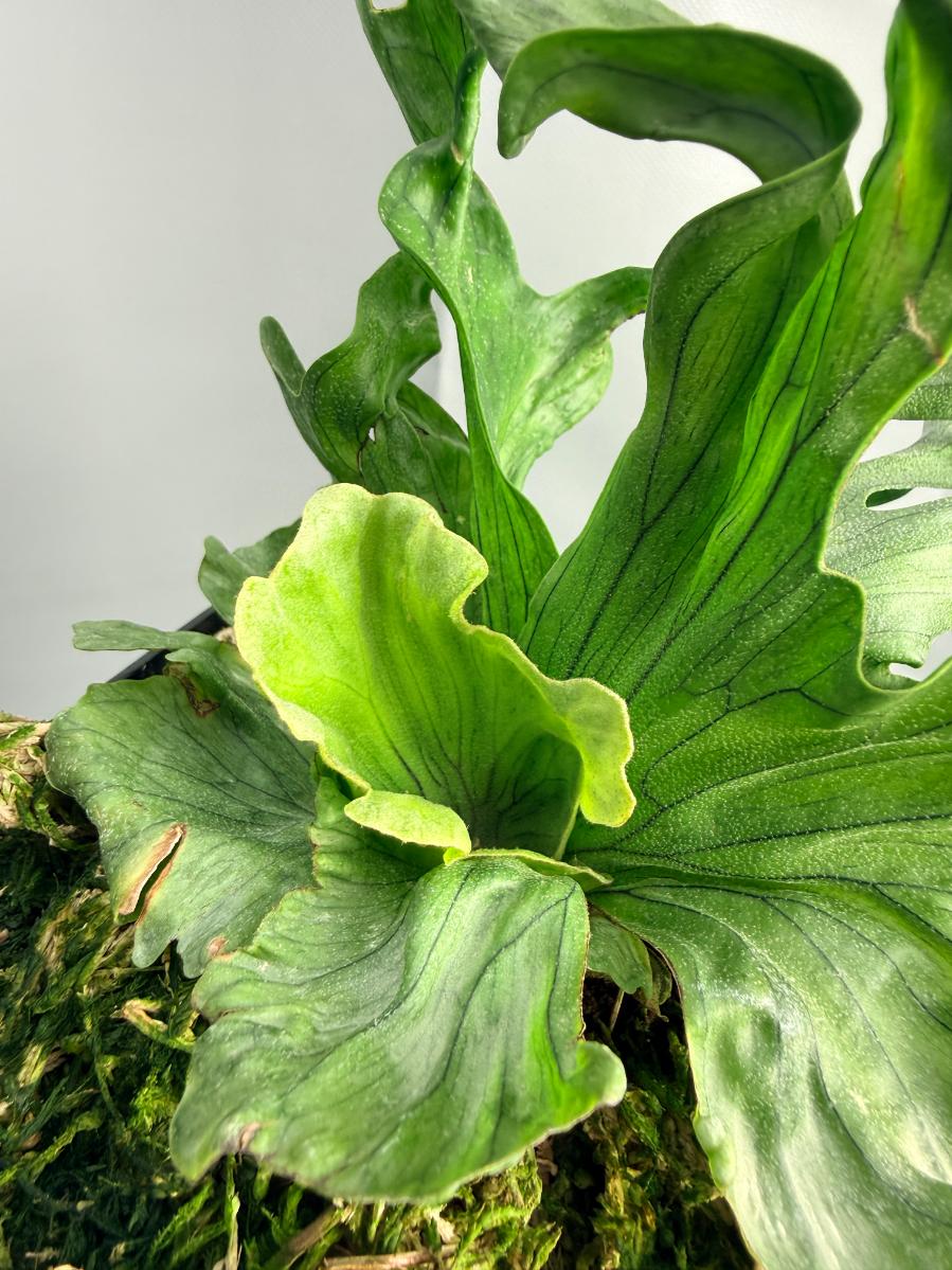 Platycerium Wandae Dwarf & Curling | Welovetropicalplants