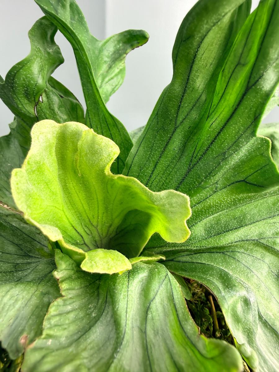 Platycerium Wandae Dwarf & Curling | Welovetropicalplants