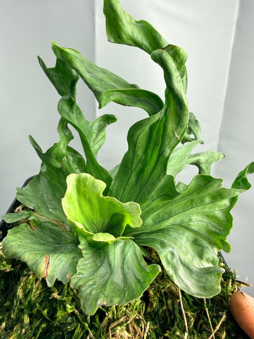 Platycerium Wandae Dwarf & Curling | Welovetropicalplants