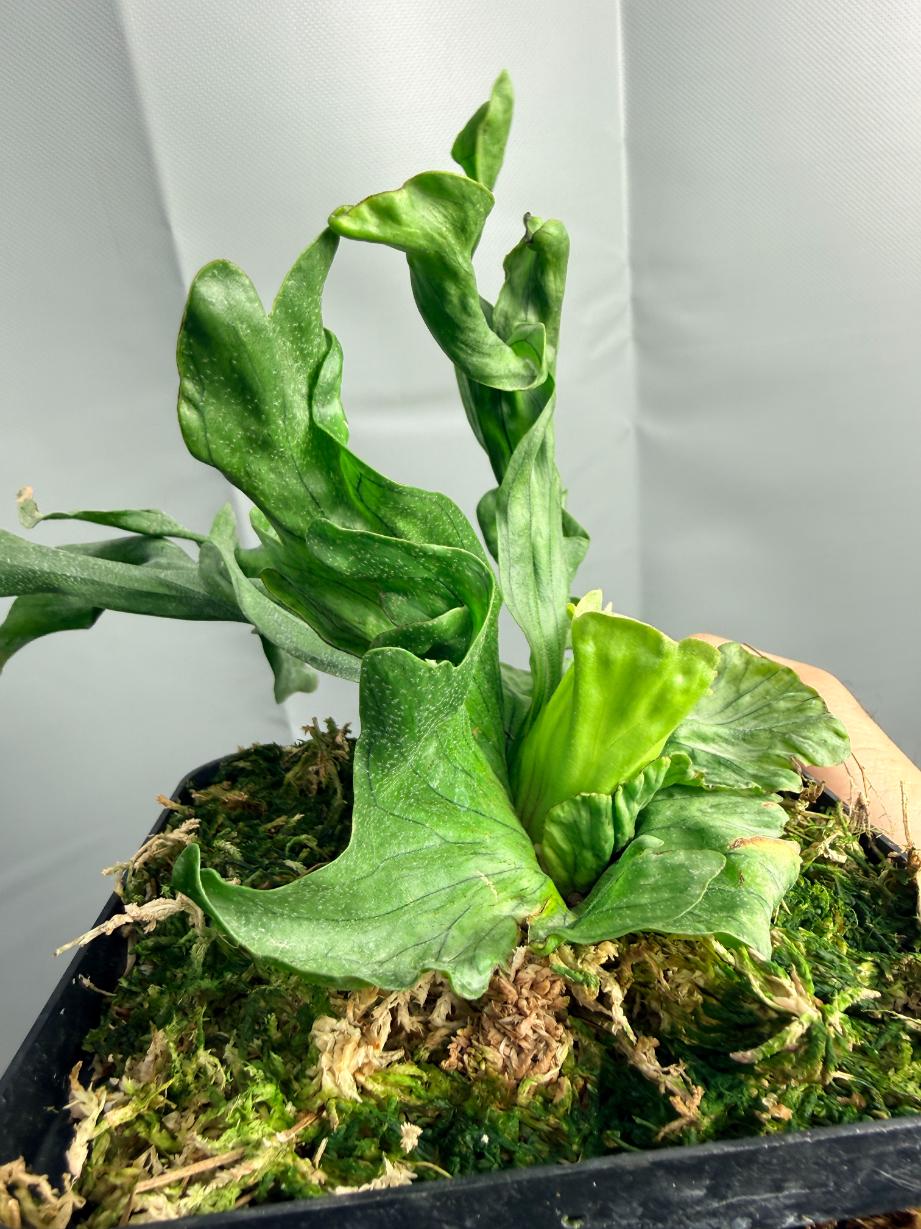 Platycerium Wandae Dwarf & Curling