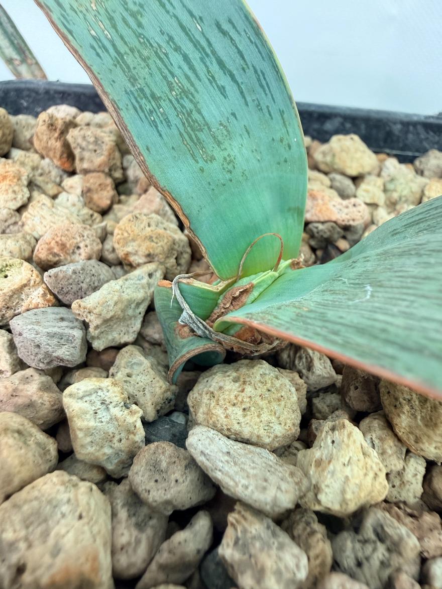 Welwitschia Mirabilis 07