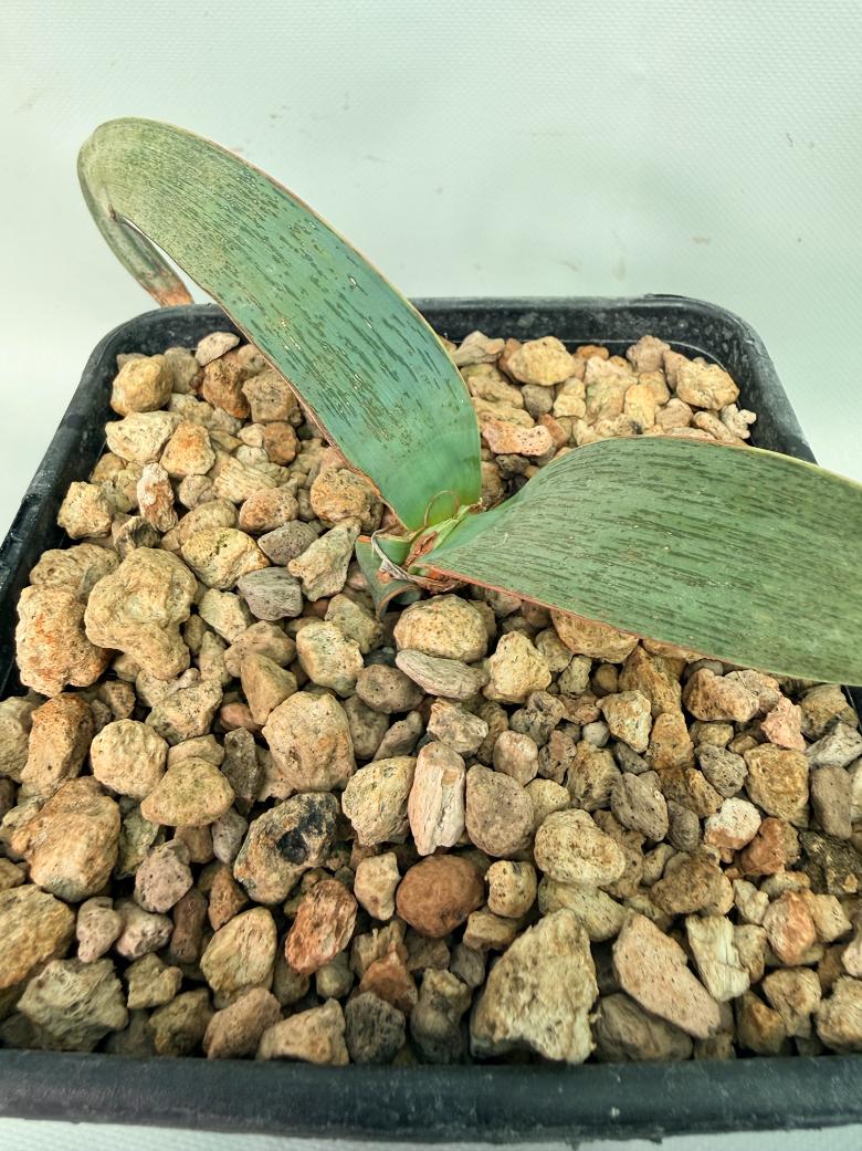 Welwitschia Mirabilis 08