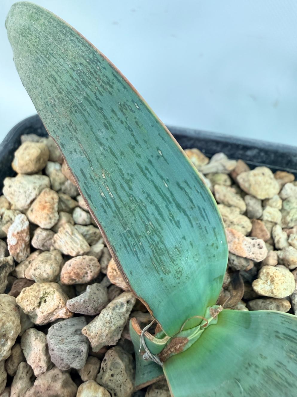 Welwitschia Mirabilis 09