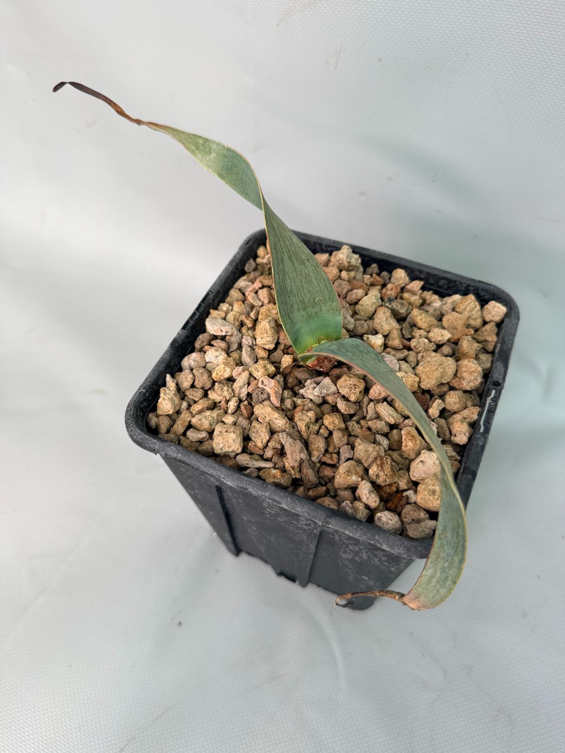 Welwitschia Mirabilis 01