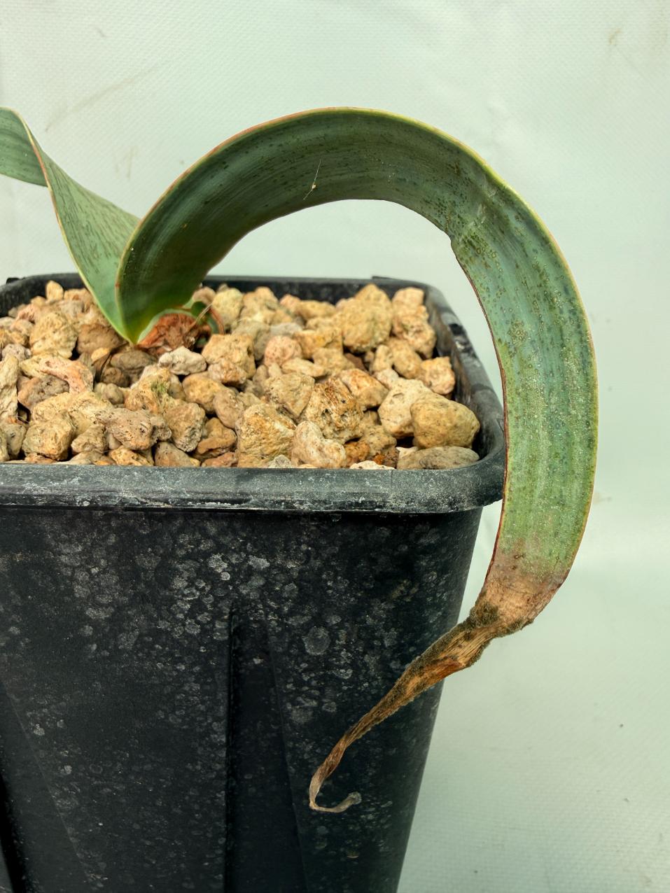 Welwitschia Mirabilis 02