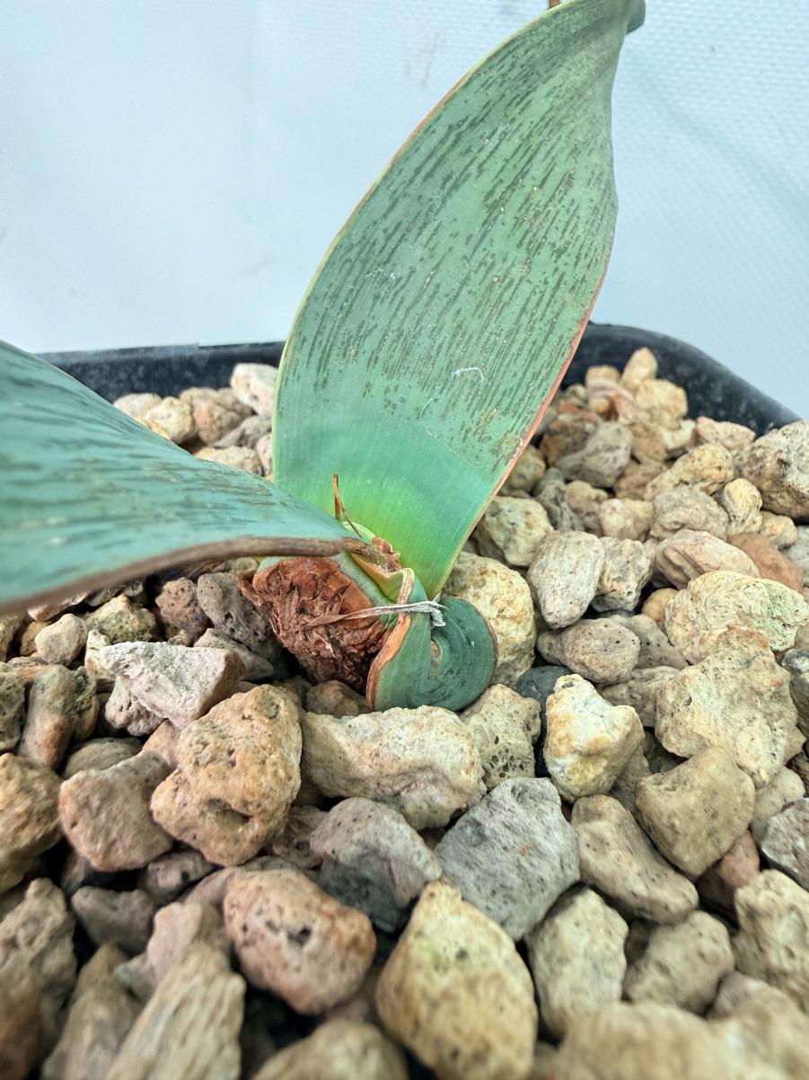 Welwitschia Mirabilis 03