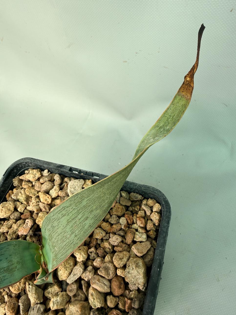 Welwitschia Mirabilis 04