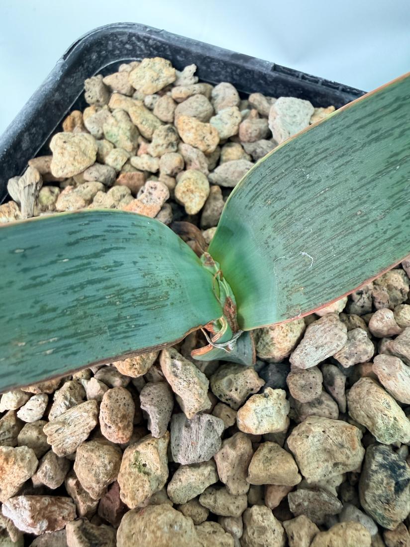 Welwitschia Mirabilis 05