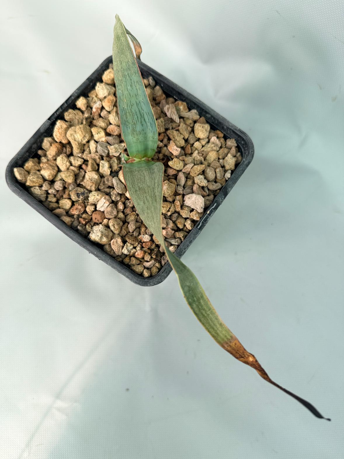 Welwitschia Mirabilis 06