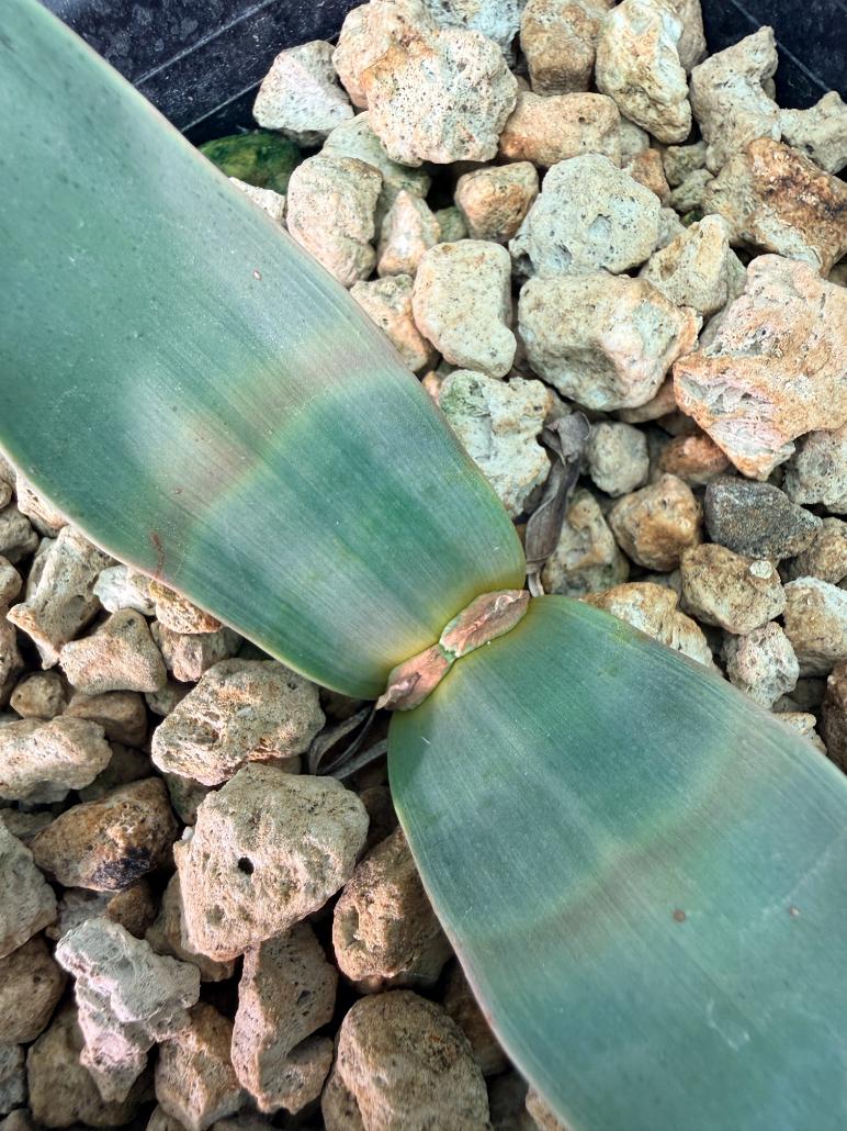 Welwitschia Mirabilis 07